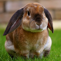 A photo of a brown rabbit on green grass