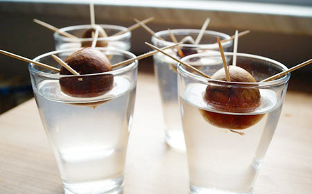 Learn How to Sprout an Avocado Tree