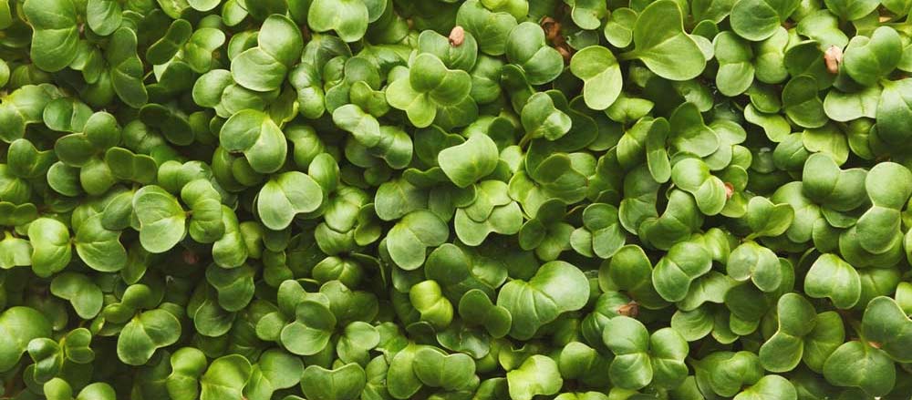 microgreens