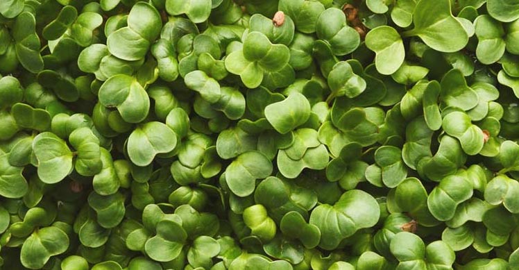 How to Use Your Microgreens Grow Kit