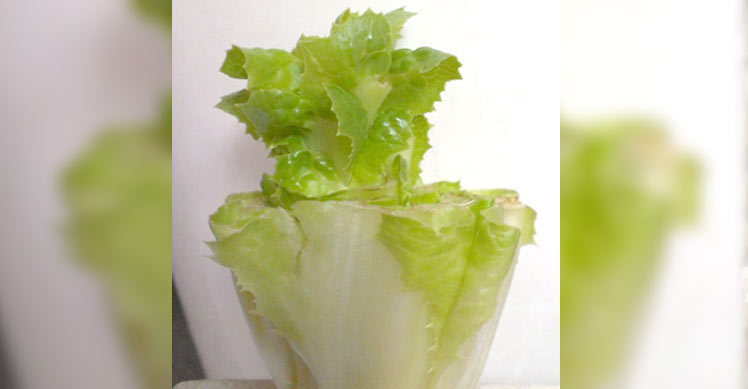 A Letter from Joanne Levy, or How to Regrow Your Lettuce!