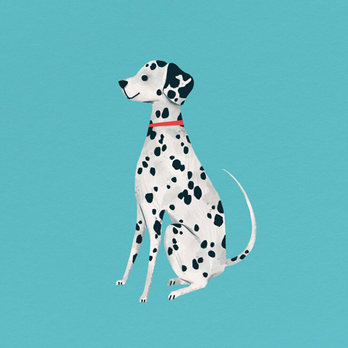 A dalmatian sitting