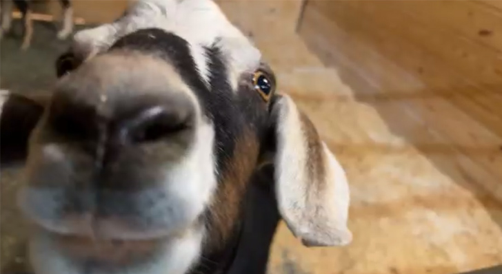 Close up image of a goat from a Sweet Farm zoom tour