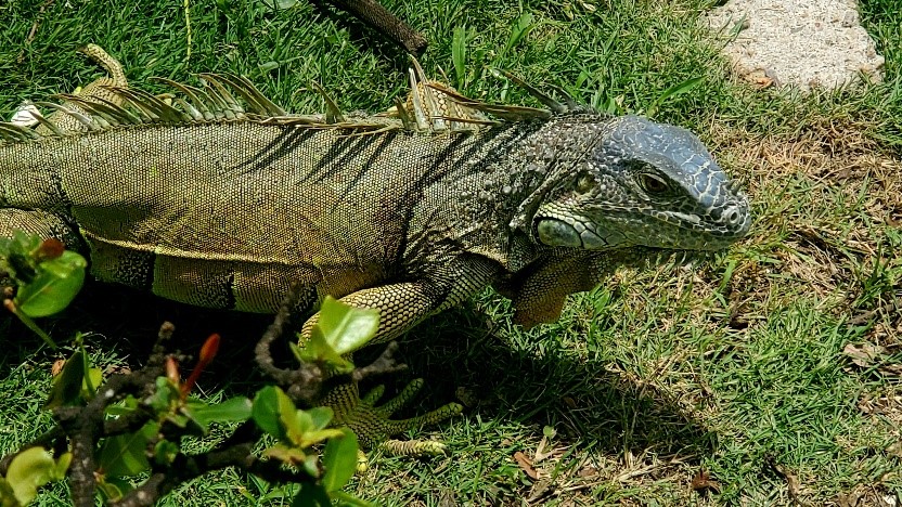 An iguana