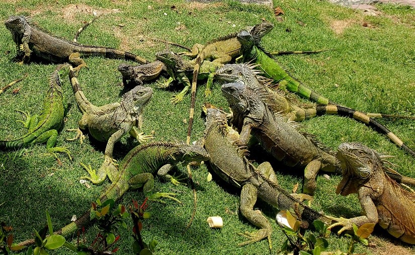 An iguana