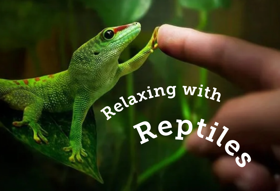 A lizard touching a person's finger