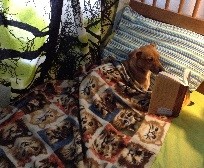 Dog-post-who-knew-pets-love-to-read.jpg