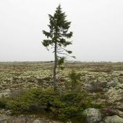 Where is the Oldest Tree in the World?