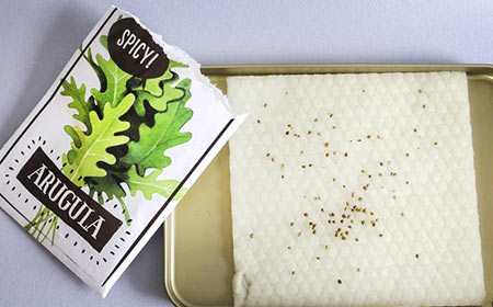 Plant for Today, Plant for Tomorrow: Microgreens from PJ Our Way